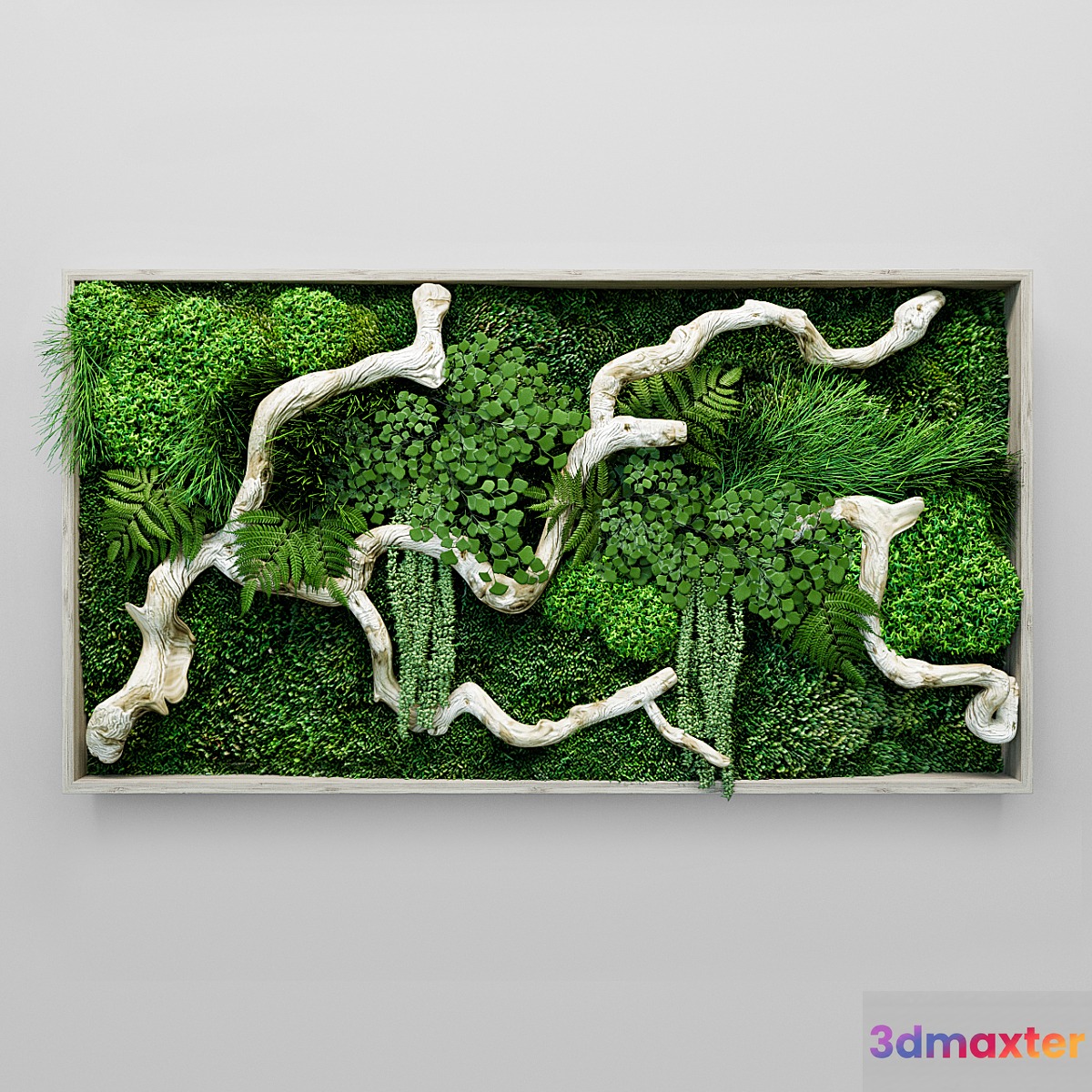 Moss fern and snag fytowall