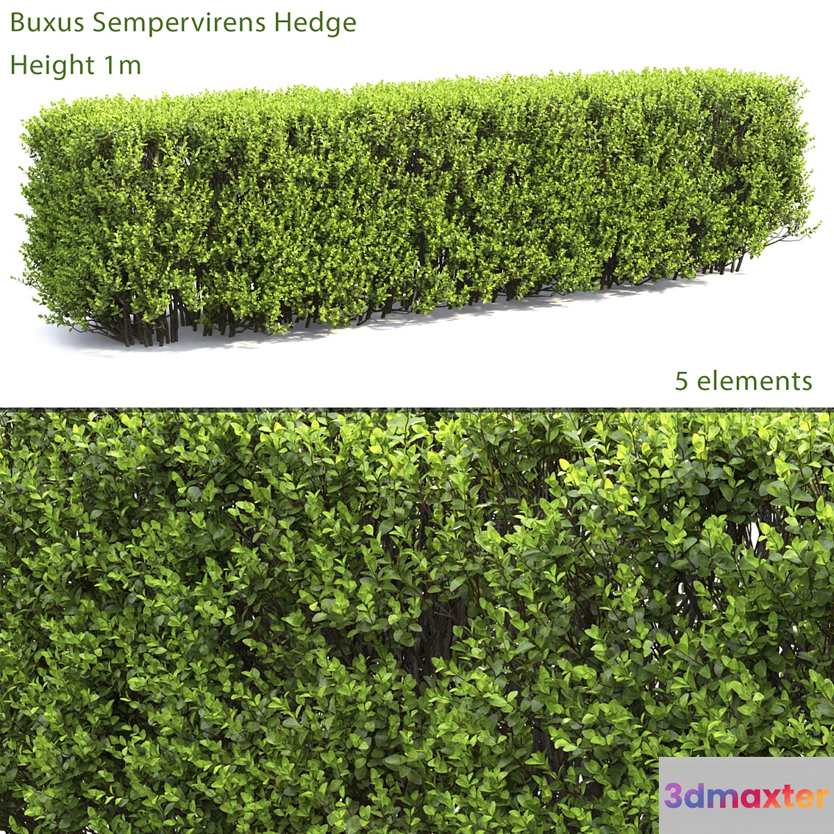 Buxus