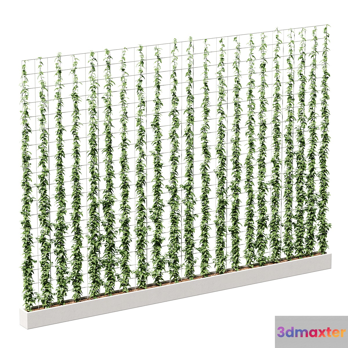 Ivy on the grid - No.3