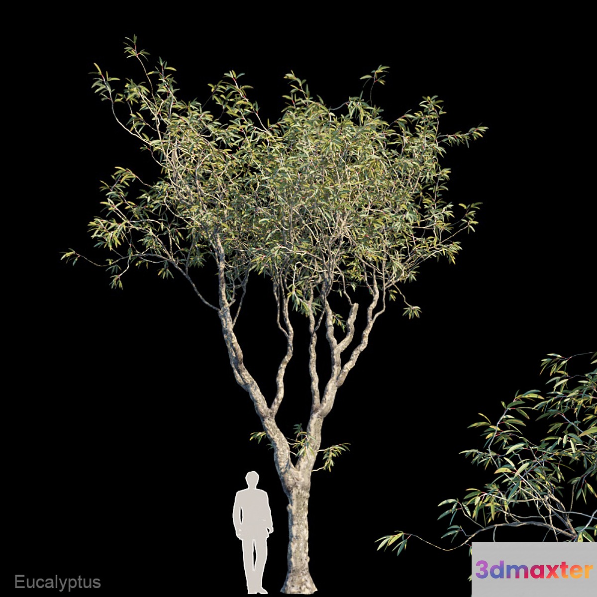 Eucalyptus trees
