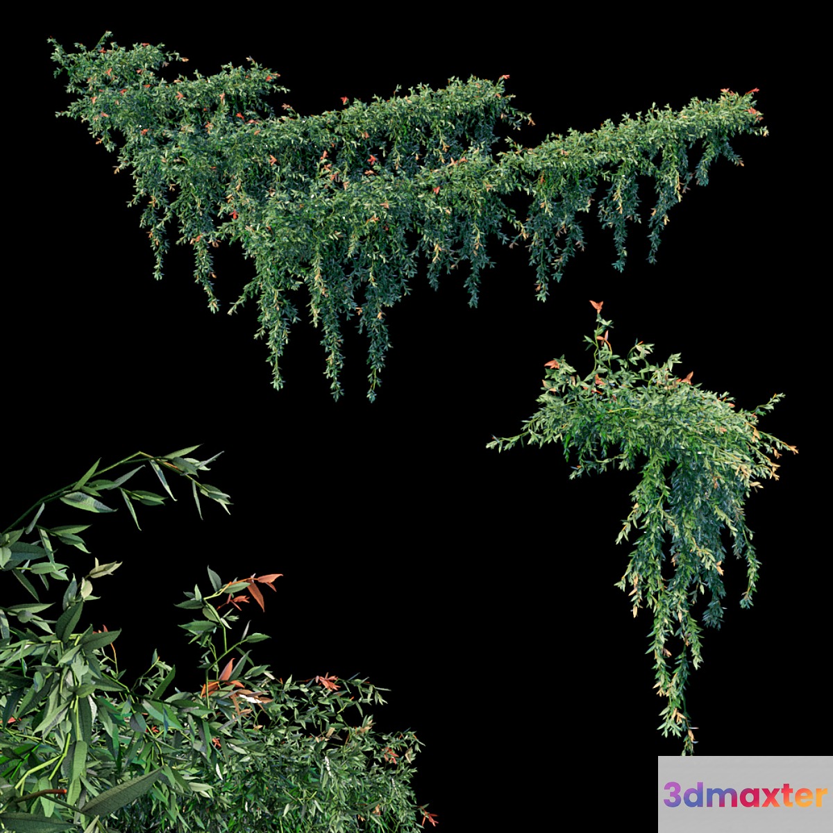 Trailing ivy - No.2
