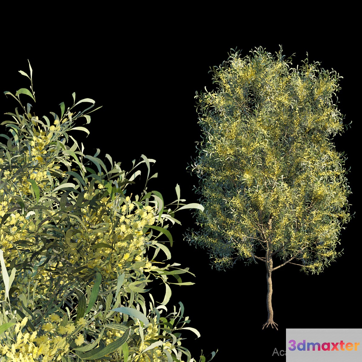 Acacia Implexa