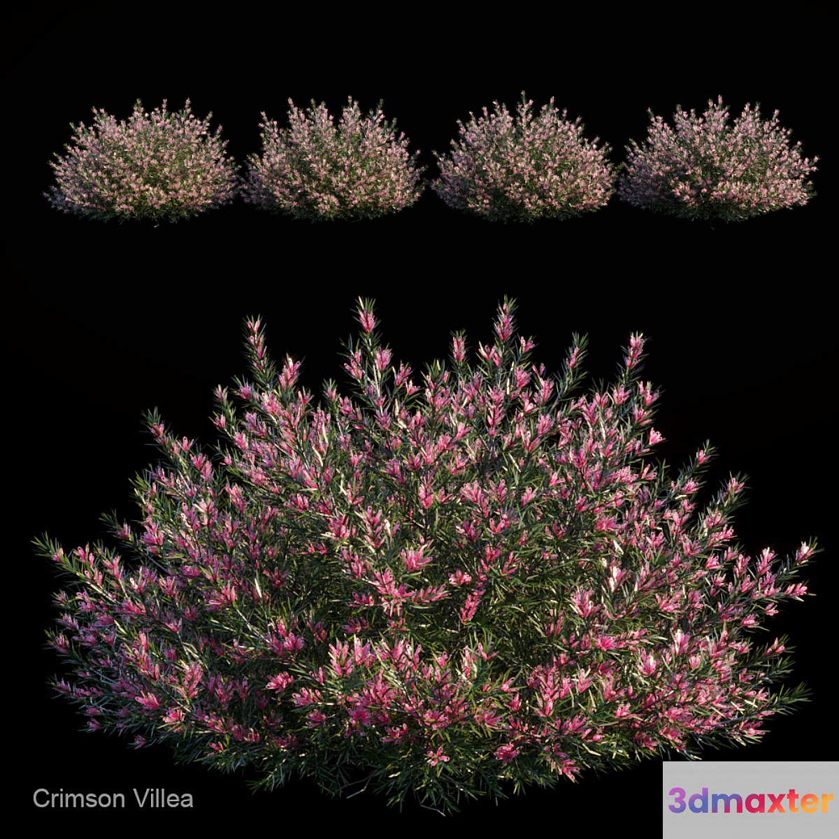 Crimson villea - No.2