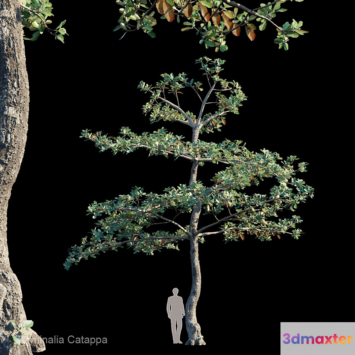 Terminalia Catappa_Var1