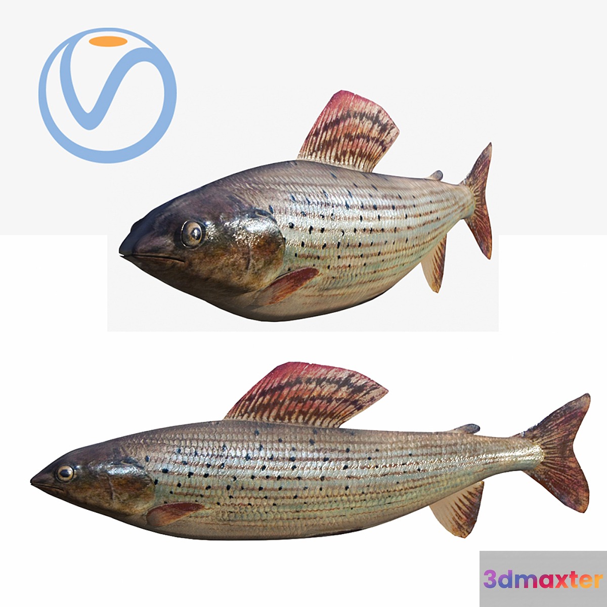 fish 3D Max