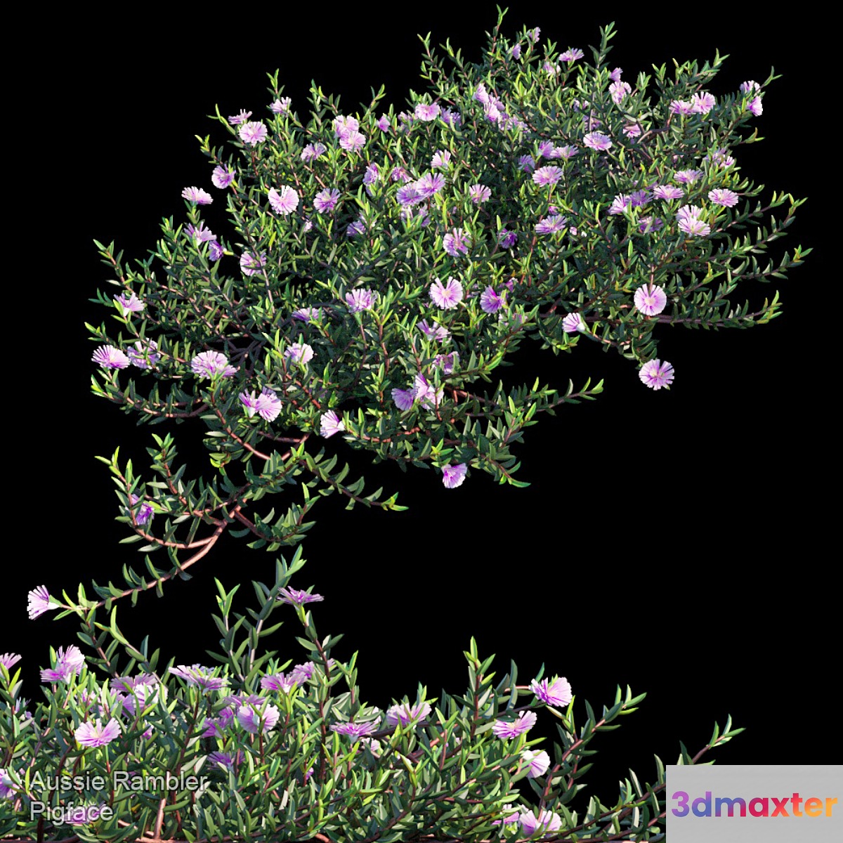 Aussie Rambler groundcover - No.2