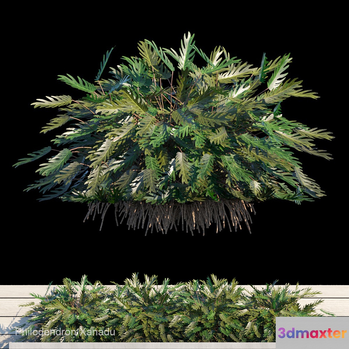 Philodendron Xanadu exterior kit 3D Max