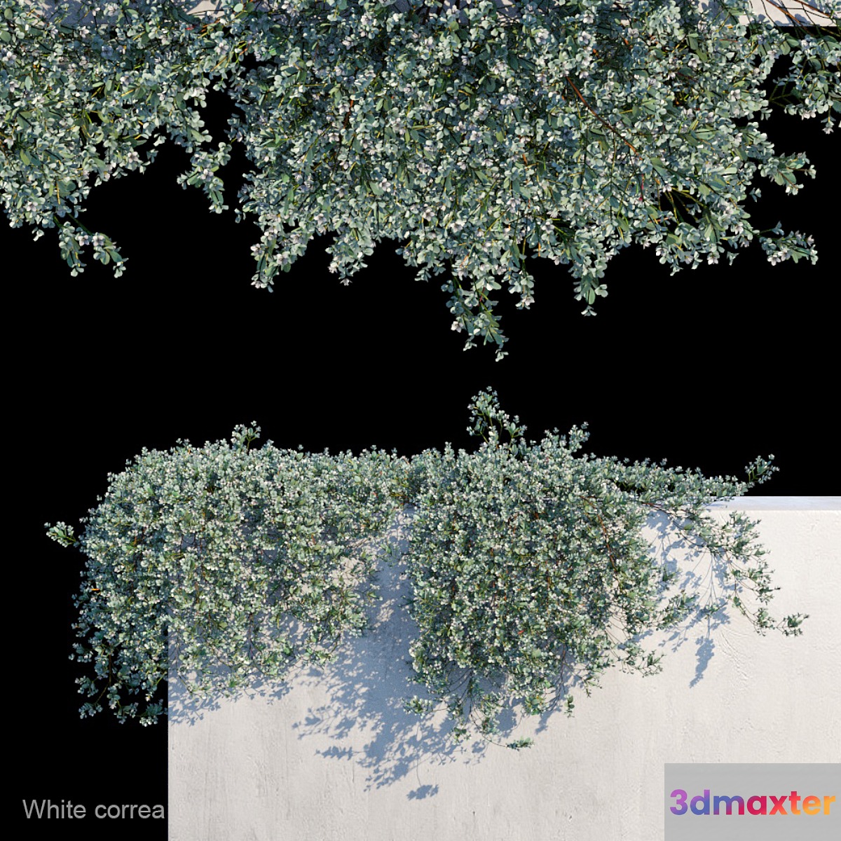 White correa creeper - No.2
