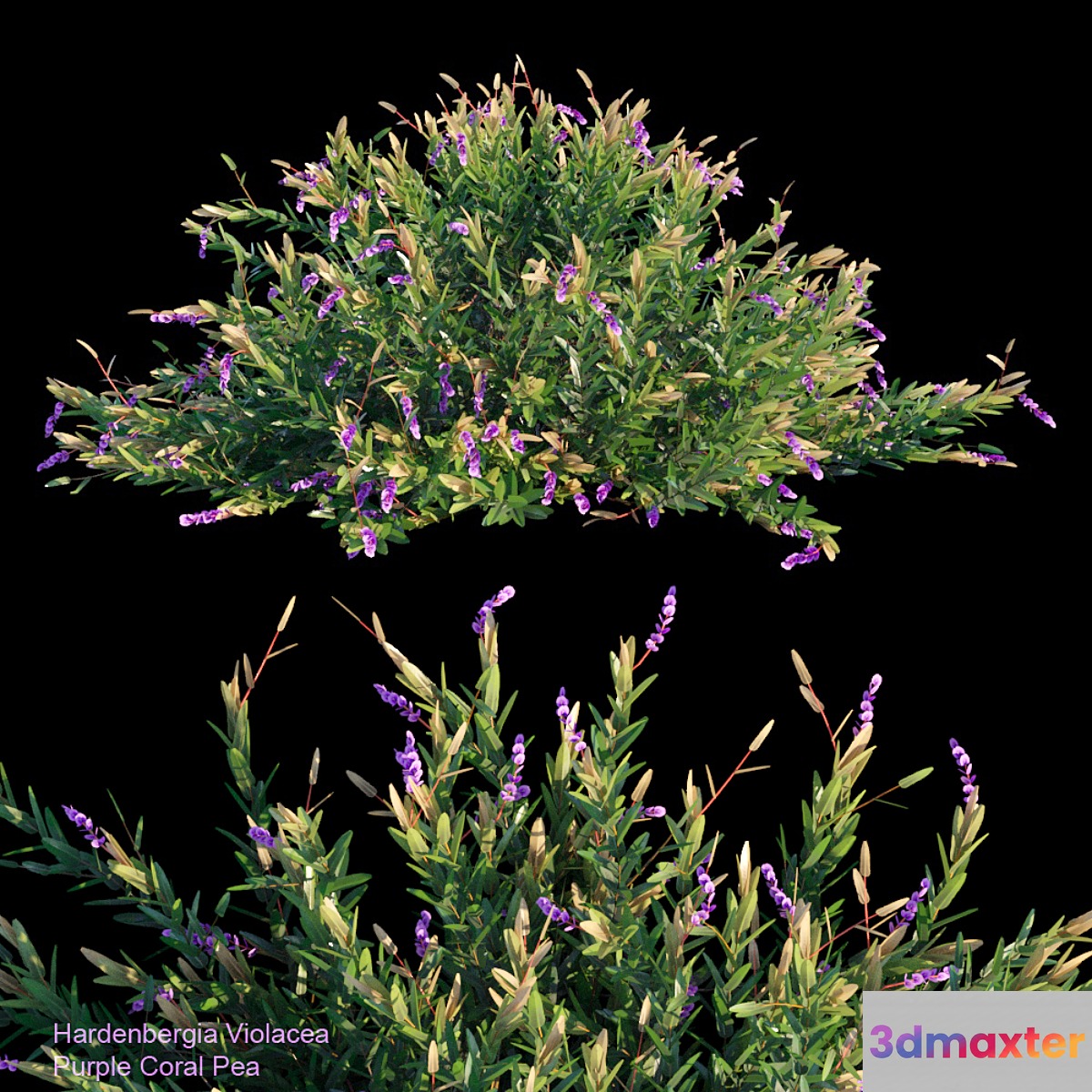 Purple coral pea 3D Max
