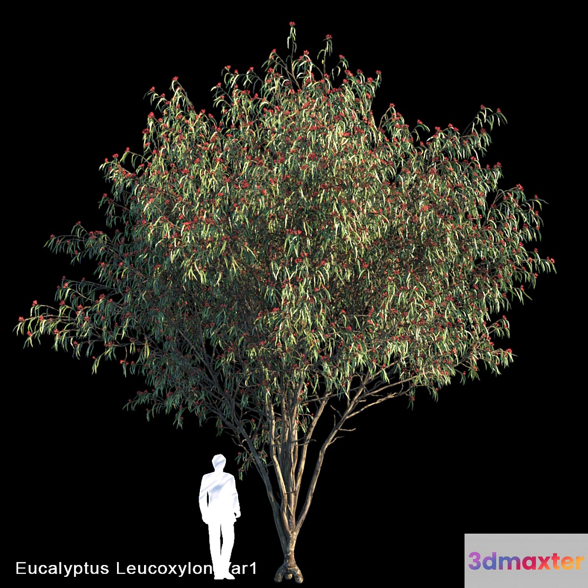 Eucalyptus Leucoxylon Var1 - No.2