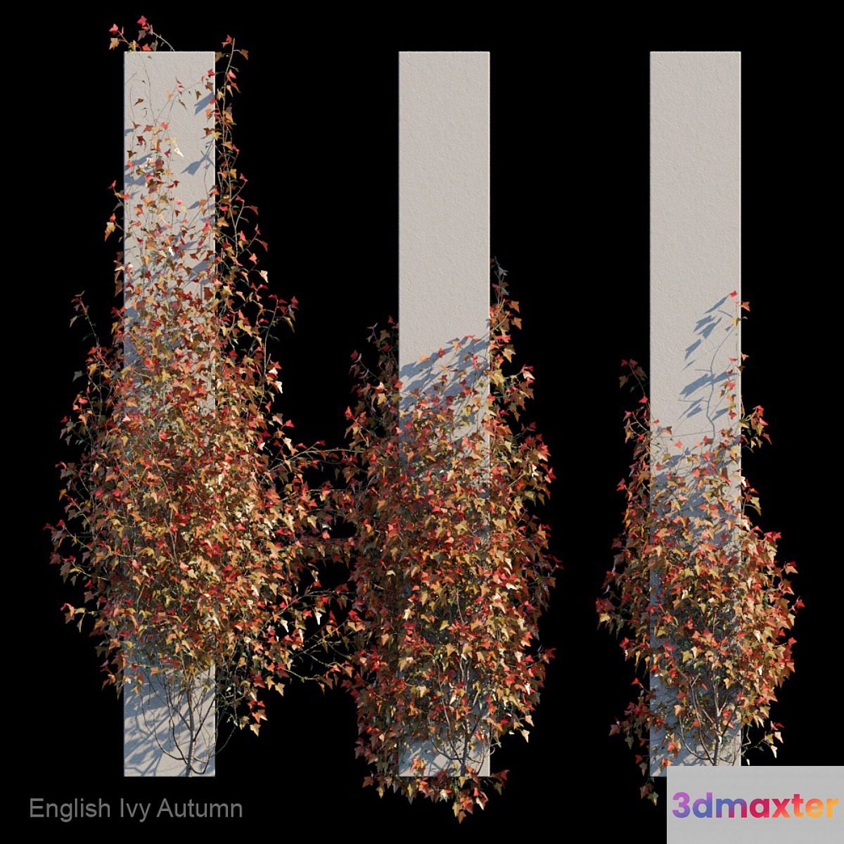 English Ivy Autumn - No.2