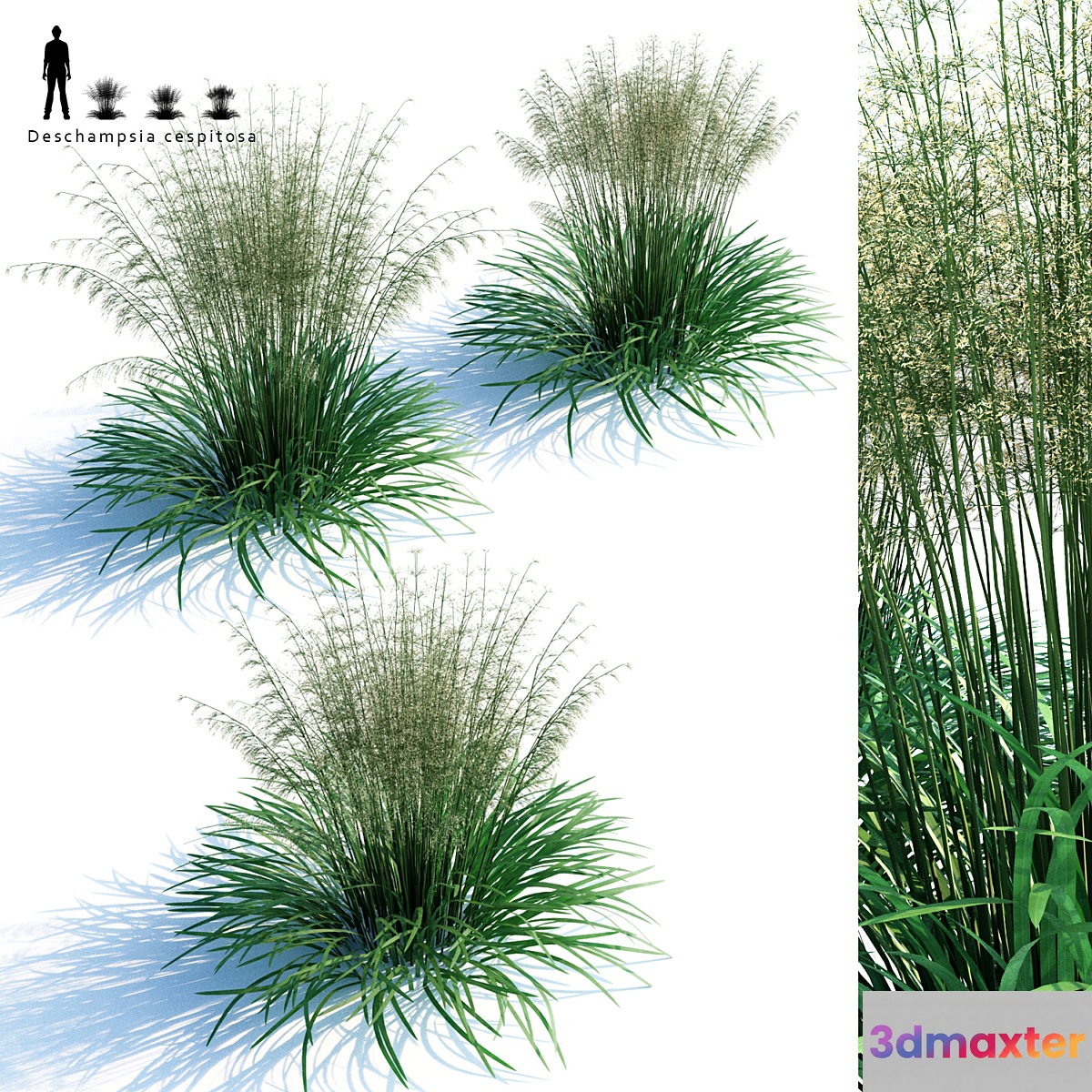 Lugovik turfy (Pike) | Deschampsia cespitosa 3D Max