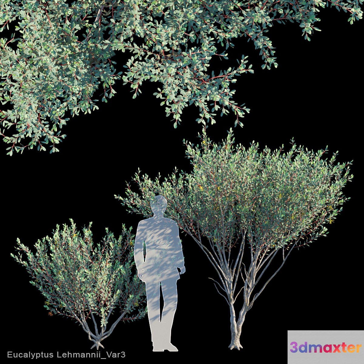 Eucalyptus Lehmannii Var3 3D Max