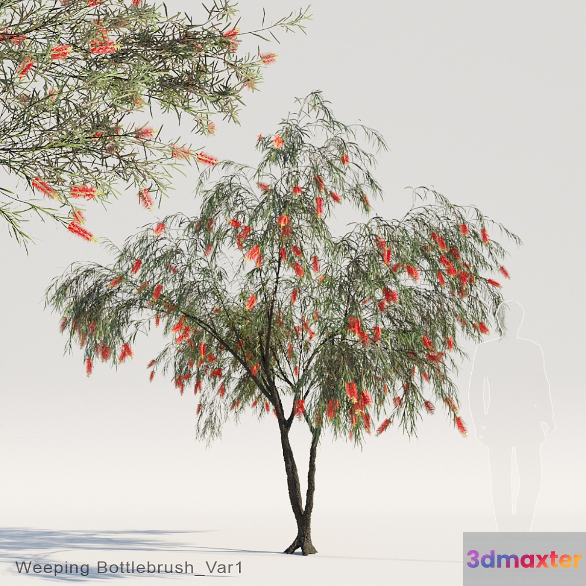 Weeping Bottlebrush Var1 3D Max