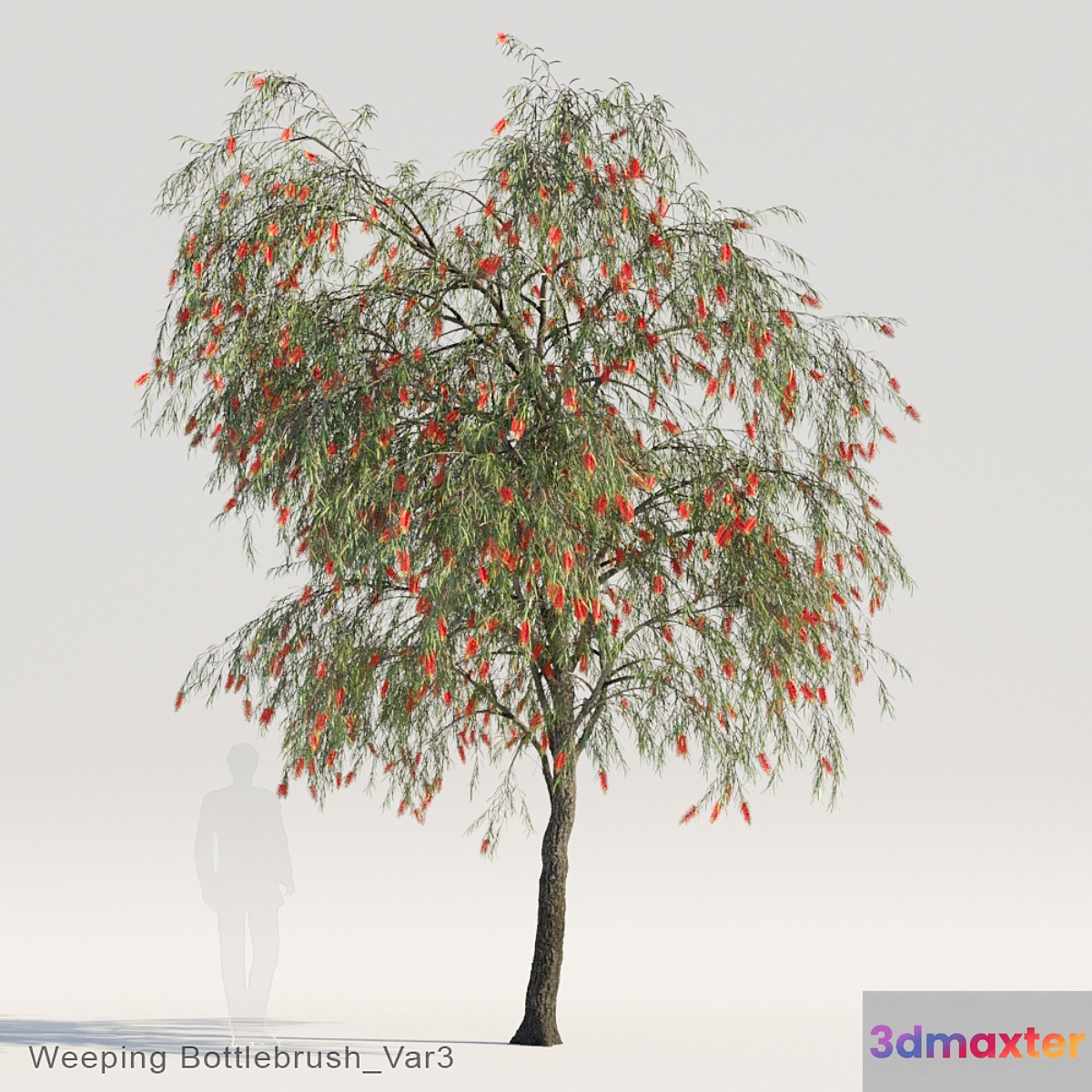 Weeping Bottlebrush Var3 - No.2