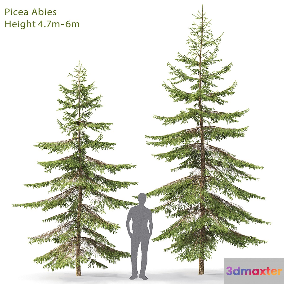 Spruce - No.27