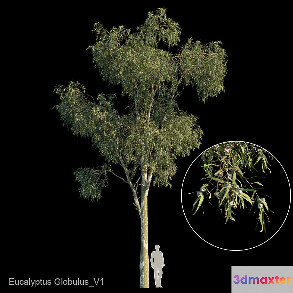 Eucalyptus globulus var1