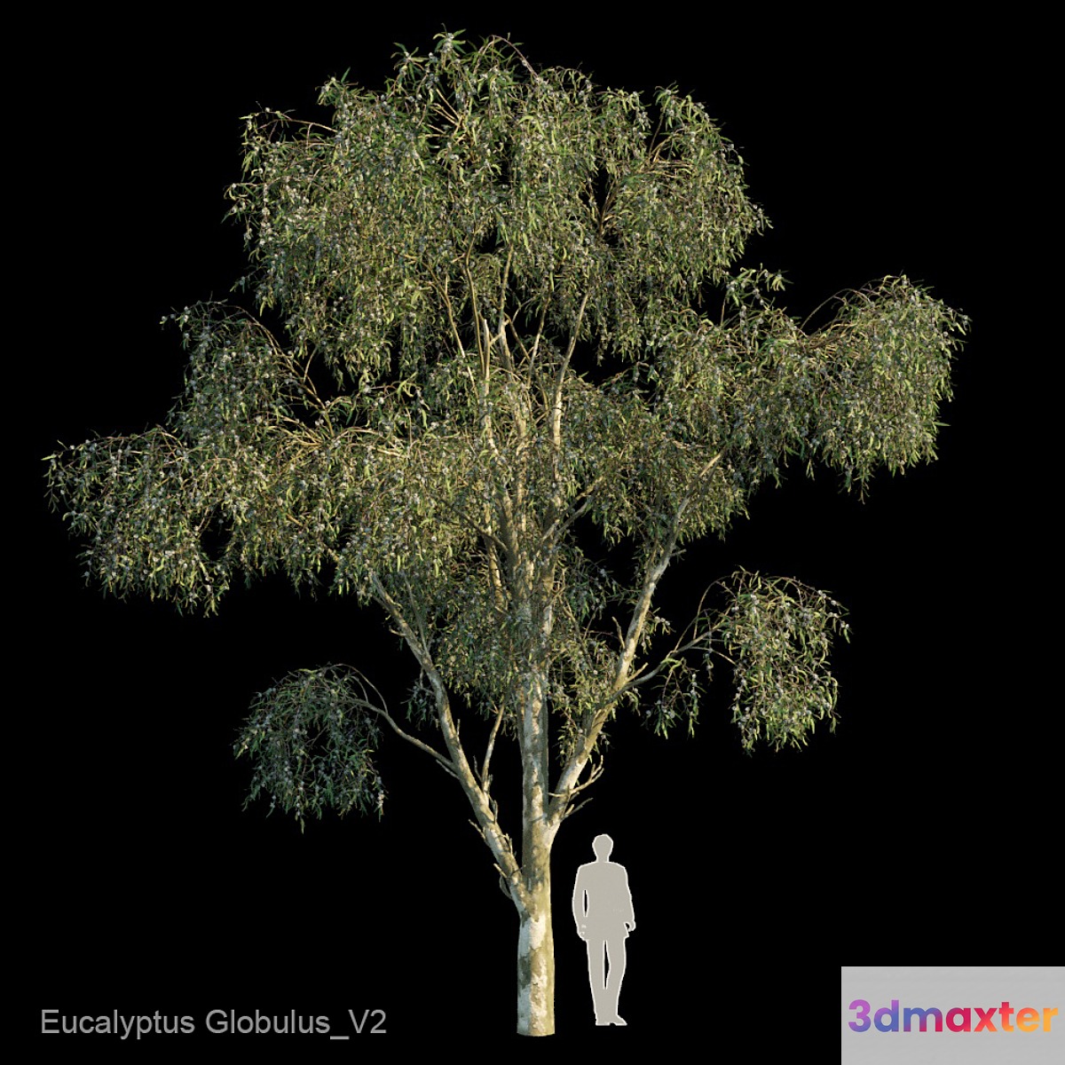 Eucalyptus Globulus Var2