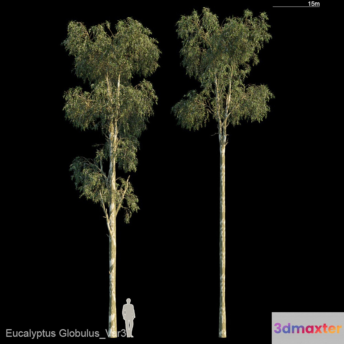 Eucalyptus Globulus Var3