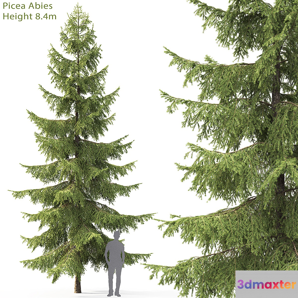 Spruce - No.35