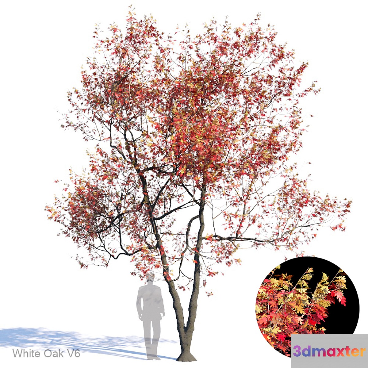 White Oak Var6