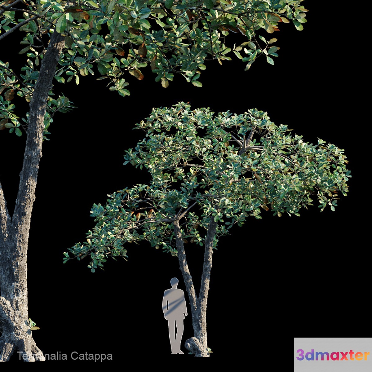 Terminalia Catappa_Var2