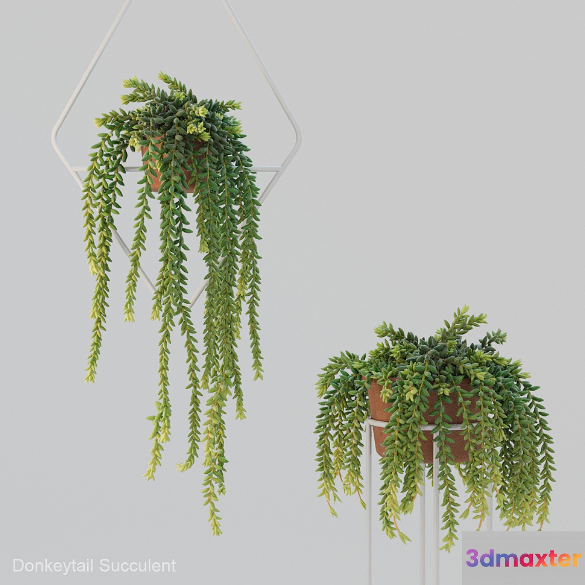 Donleytail | Burrostail succulent hanging - No.3