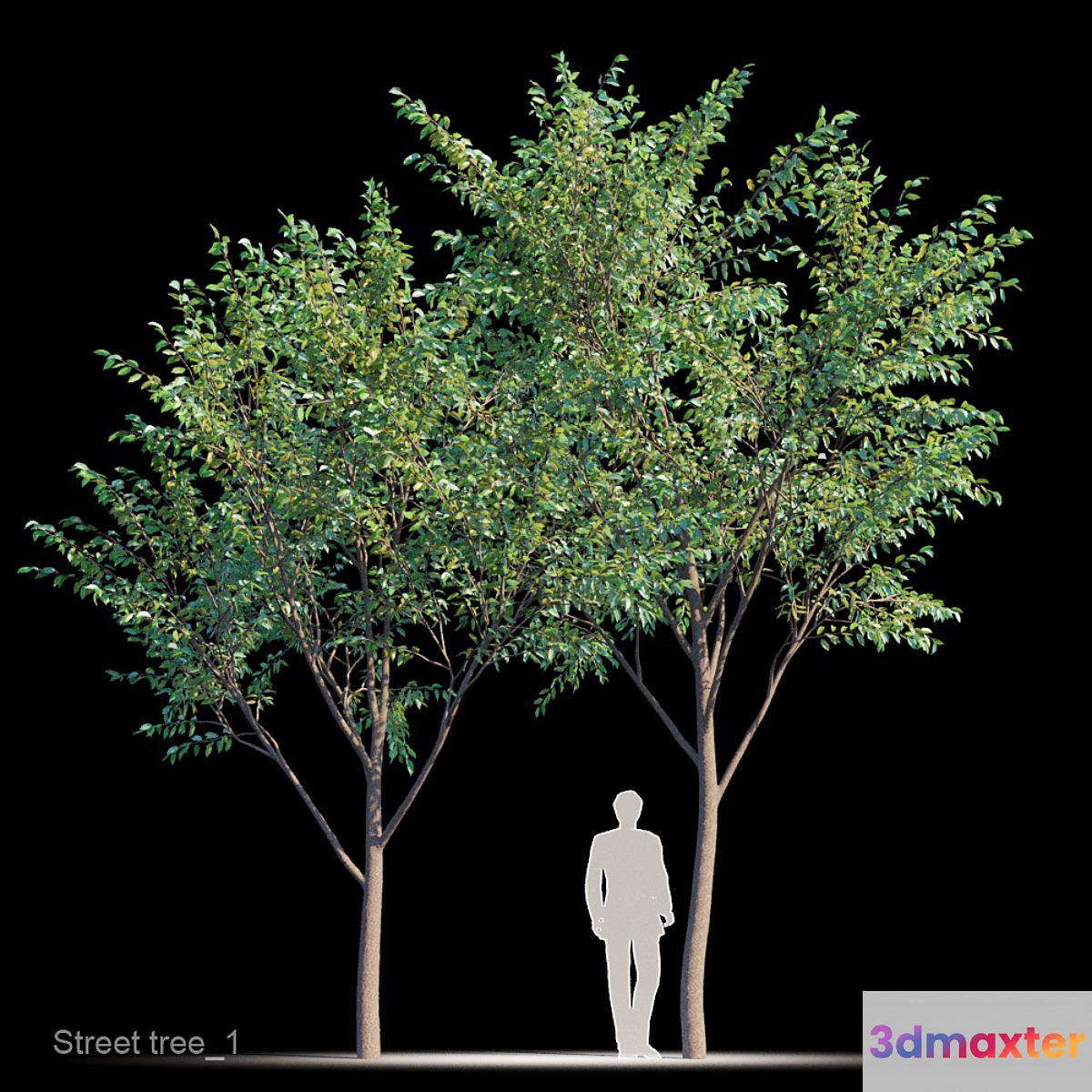 Street tree v1