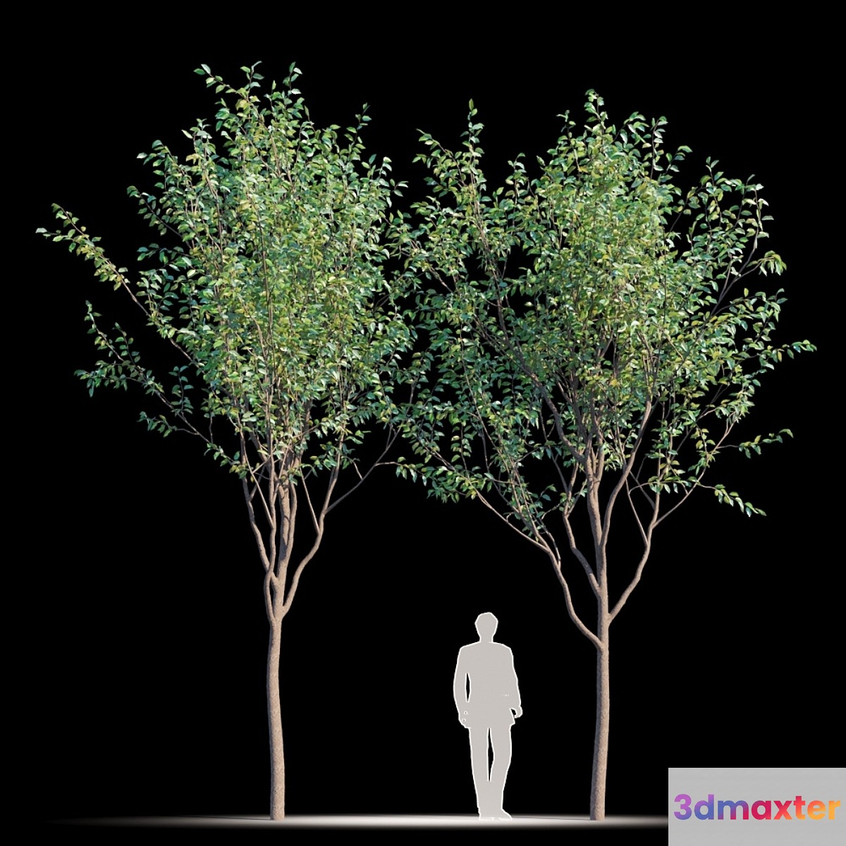 Street tree v2