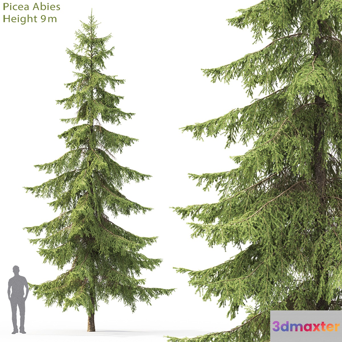 Spruce - No.26