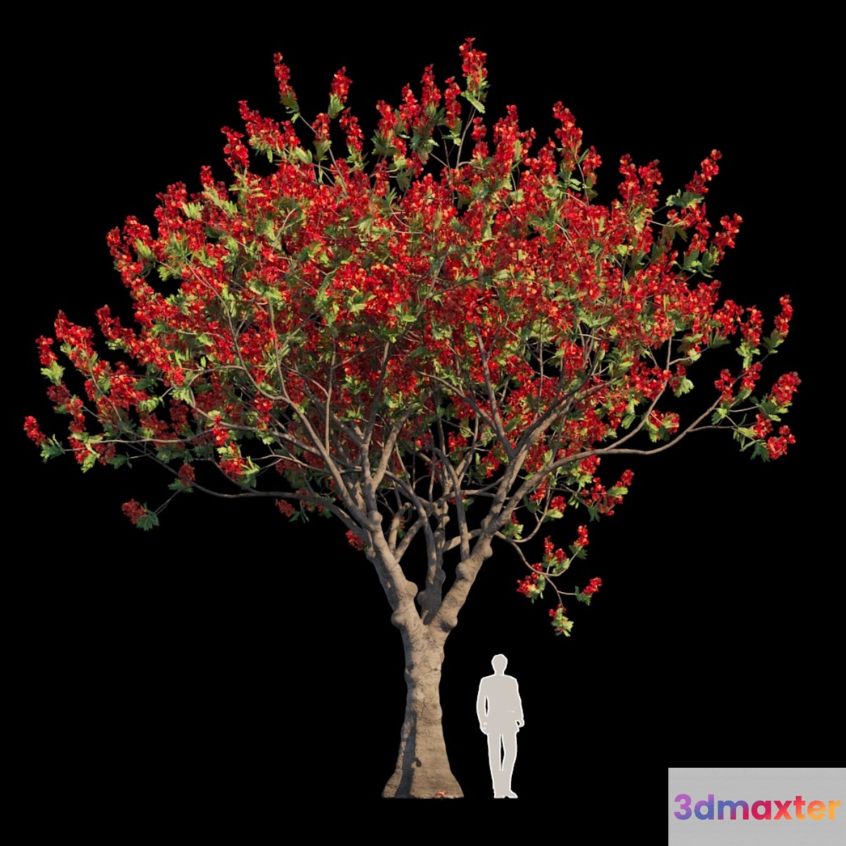Delonix Regia | Flamboyant - No.2