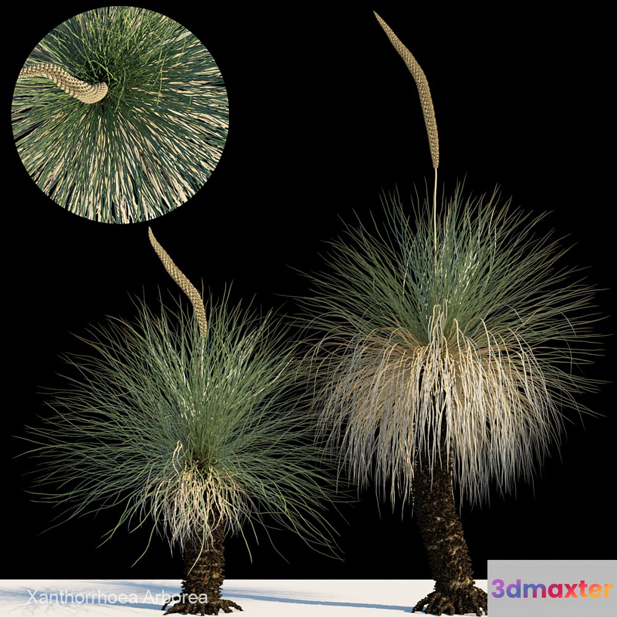 Xanthorrhoea arborea