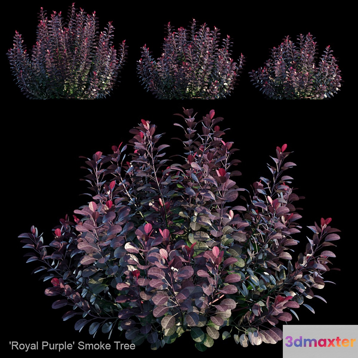 Royal Purple Smoke Tree | Cotinus coggygria 3D Max