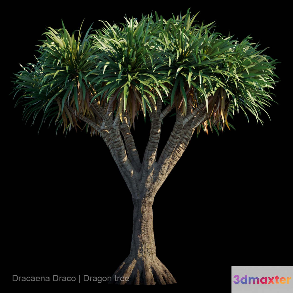 Dracaena Draco | Dragon tree - No.4