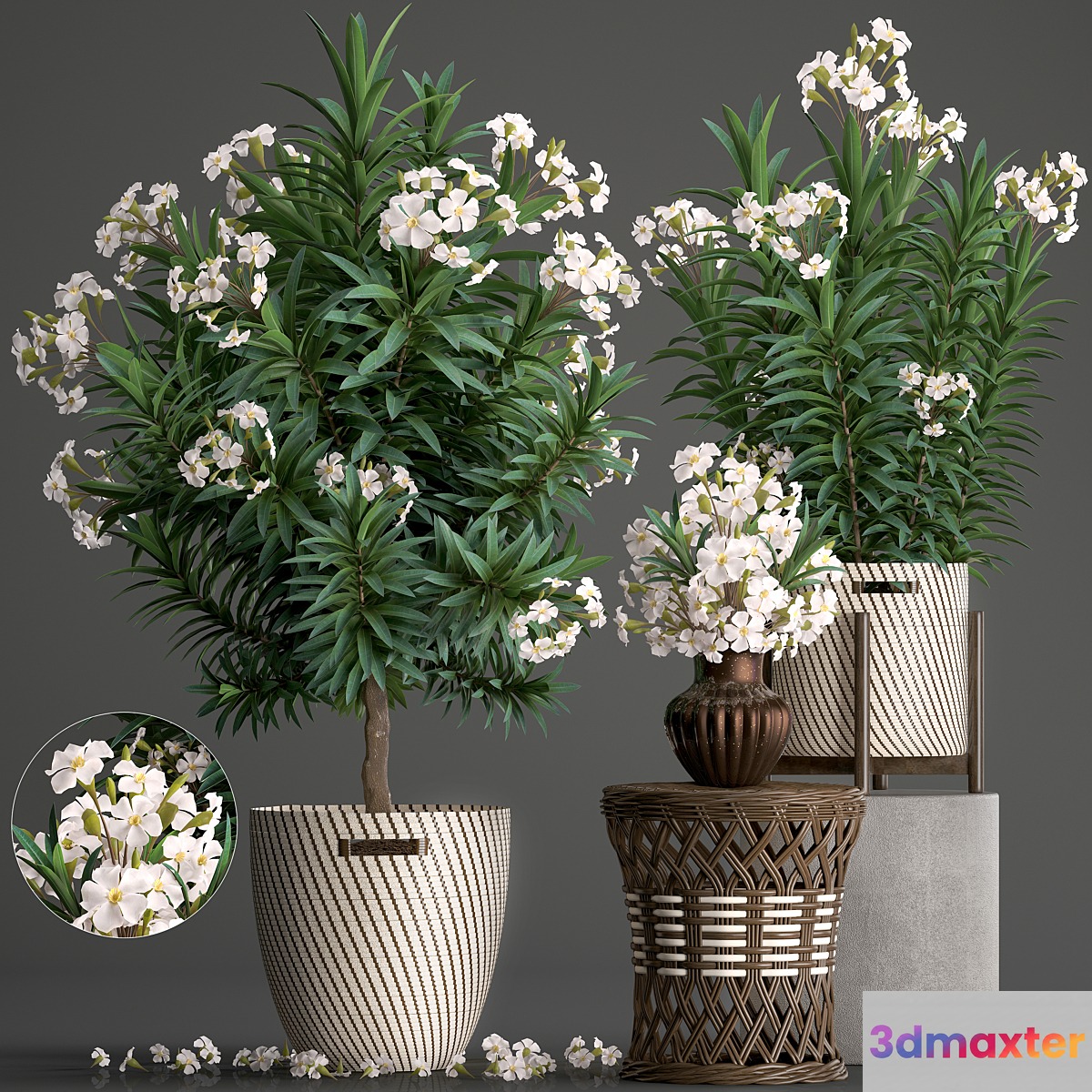 Plant collection 269. Nerium oleander Oleander white basket flowering tree white flowers rattan table outdoor garden park landscape design eco - No.4