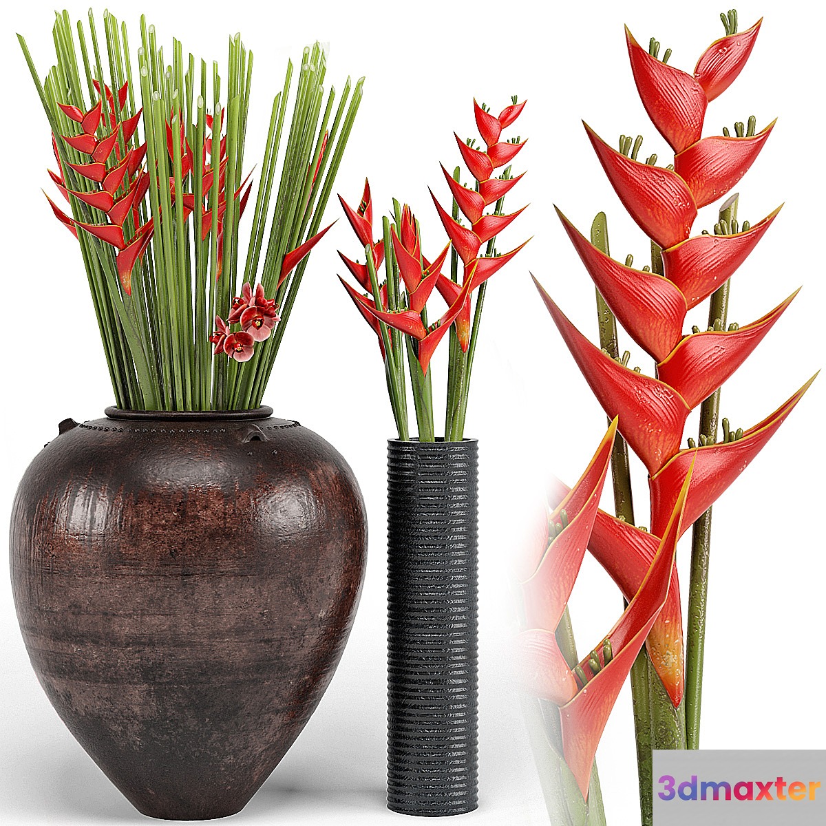 Tropical floor plants