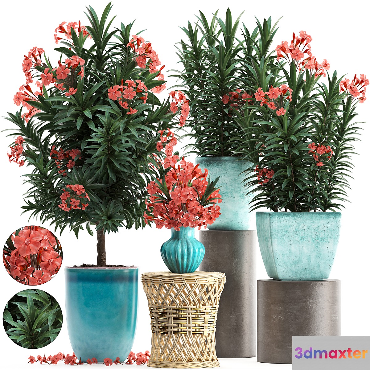 Plant Collection 270. Nerium oleander flowering tree pot flowerpot bush bouquet indoor plants garden plants landscaping for the park garden - No.2 3D Max