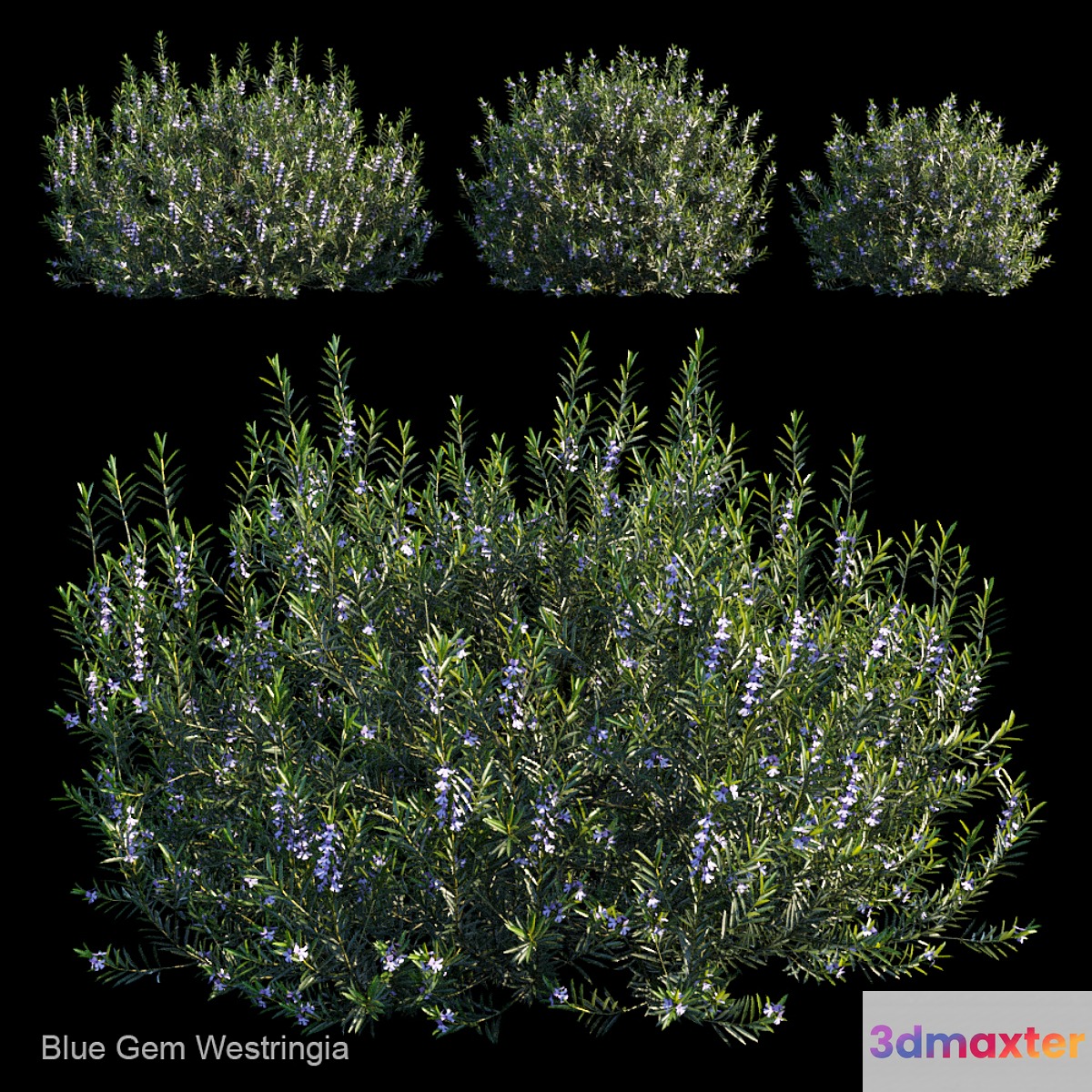 Blue gem westringia 3D Max