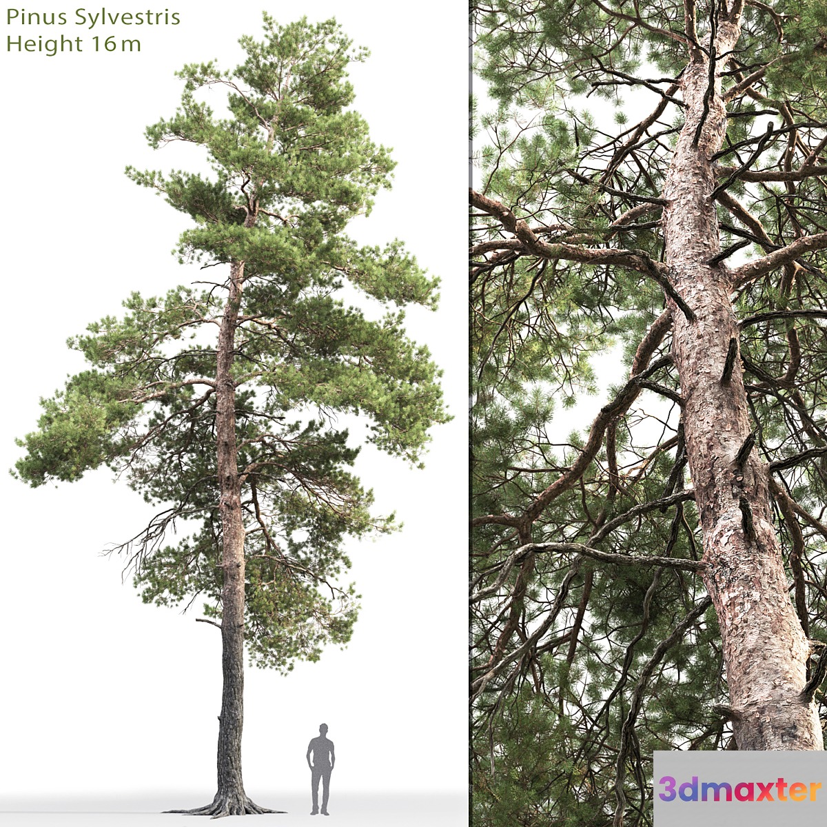 Pine - No.88