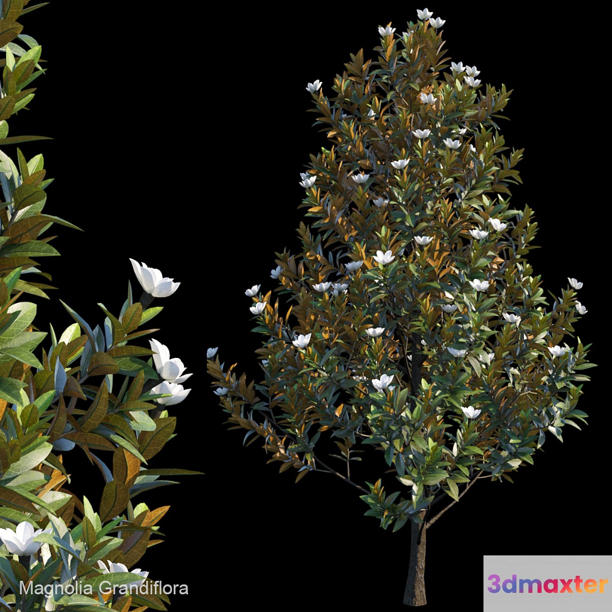 Magnolia Grandiflora 3D Max
