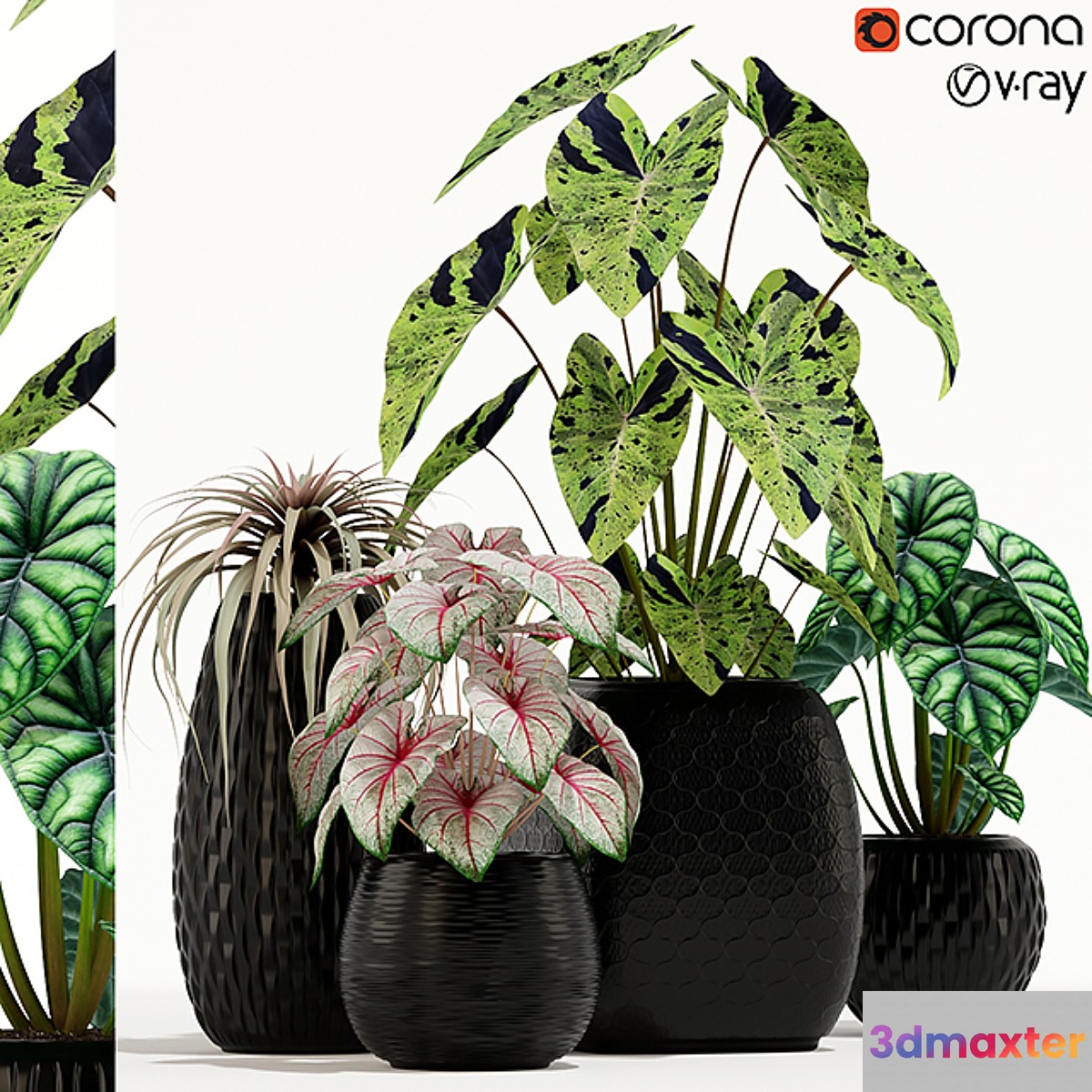 Plants collection 137