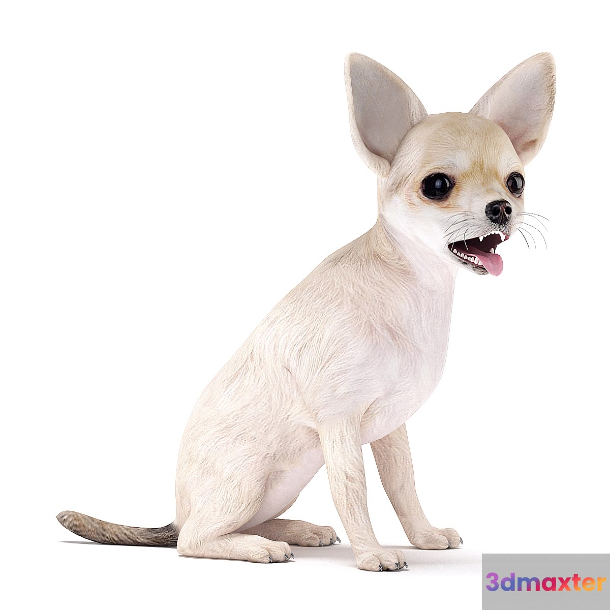 Chihuahua 3D Max