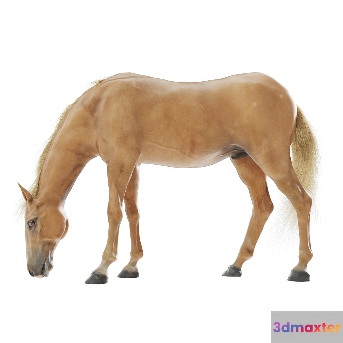 Grazing horse 3D Max