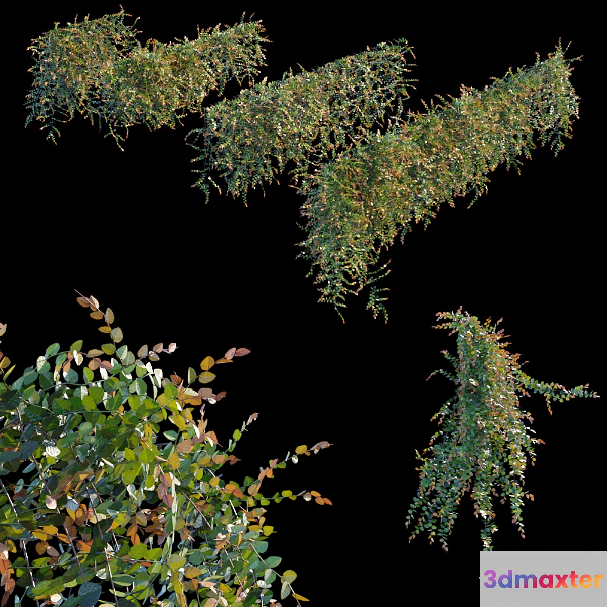Trailing ivy 3 - No.2