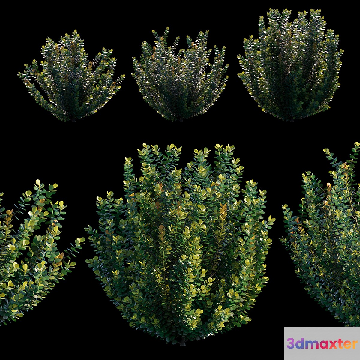 Common bush - No.2