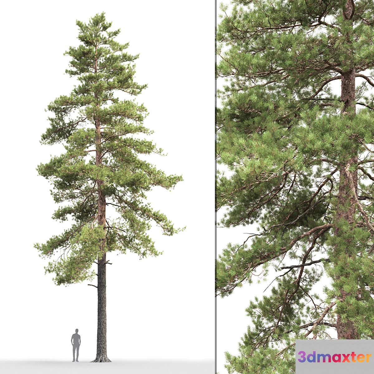 Pine - No.86