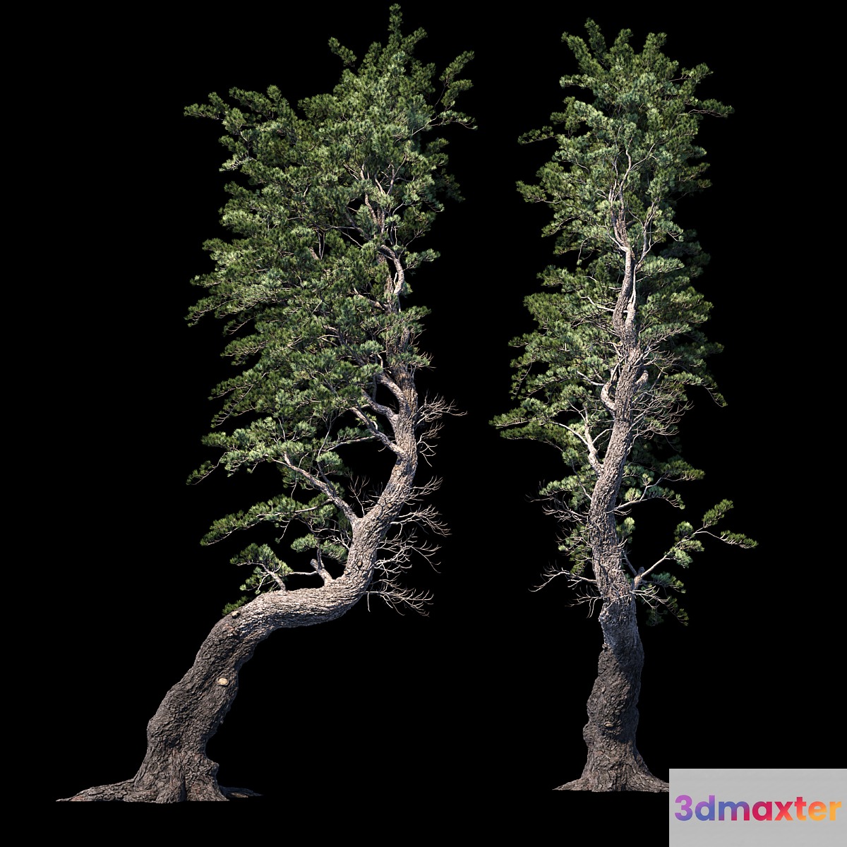 Pine Aleppo (Jerusalem)