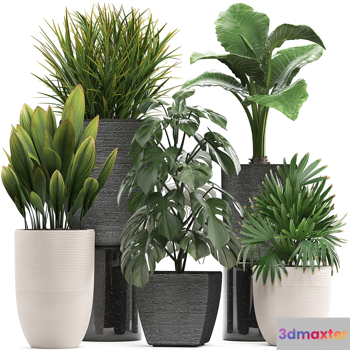 Plant collection 277. palm grass monstera rapis alocasia pot flowerpot 3D Max