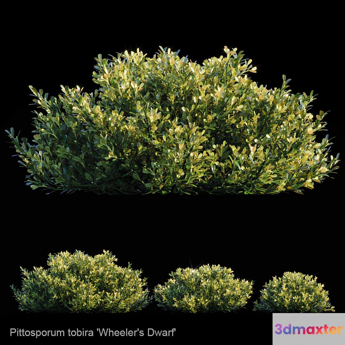 Pittosporum Tobira | Wheeler's dwarf