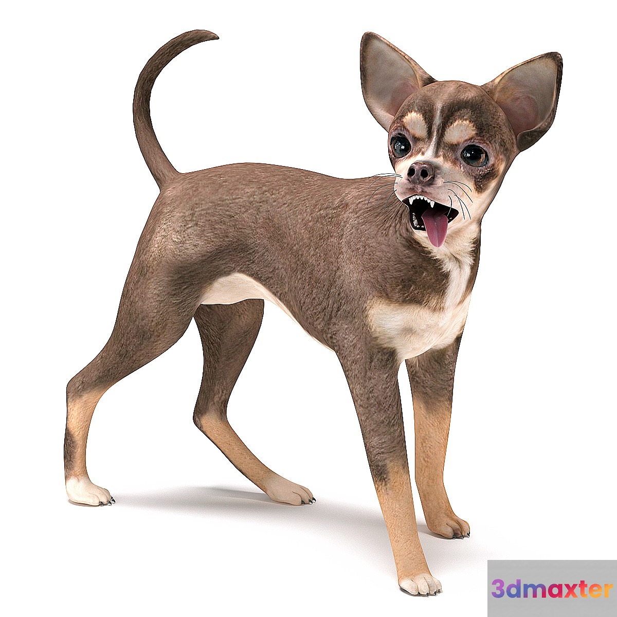 Brown Chihuahua 3D Max